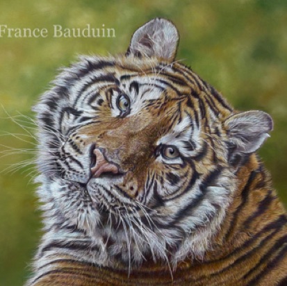 Siberian Tiger - 44 hours
Brown Pastelmat Board
13" x 19"
Ref: Anne Noël Siberian Tiger - 44 hours
Brown Pastelmat Board
13" x 19"
Ref: Anne Noël